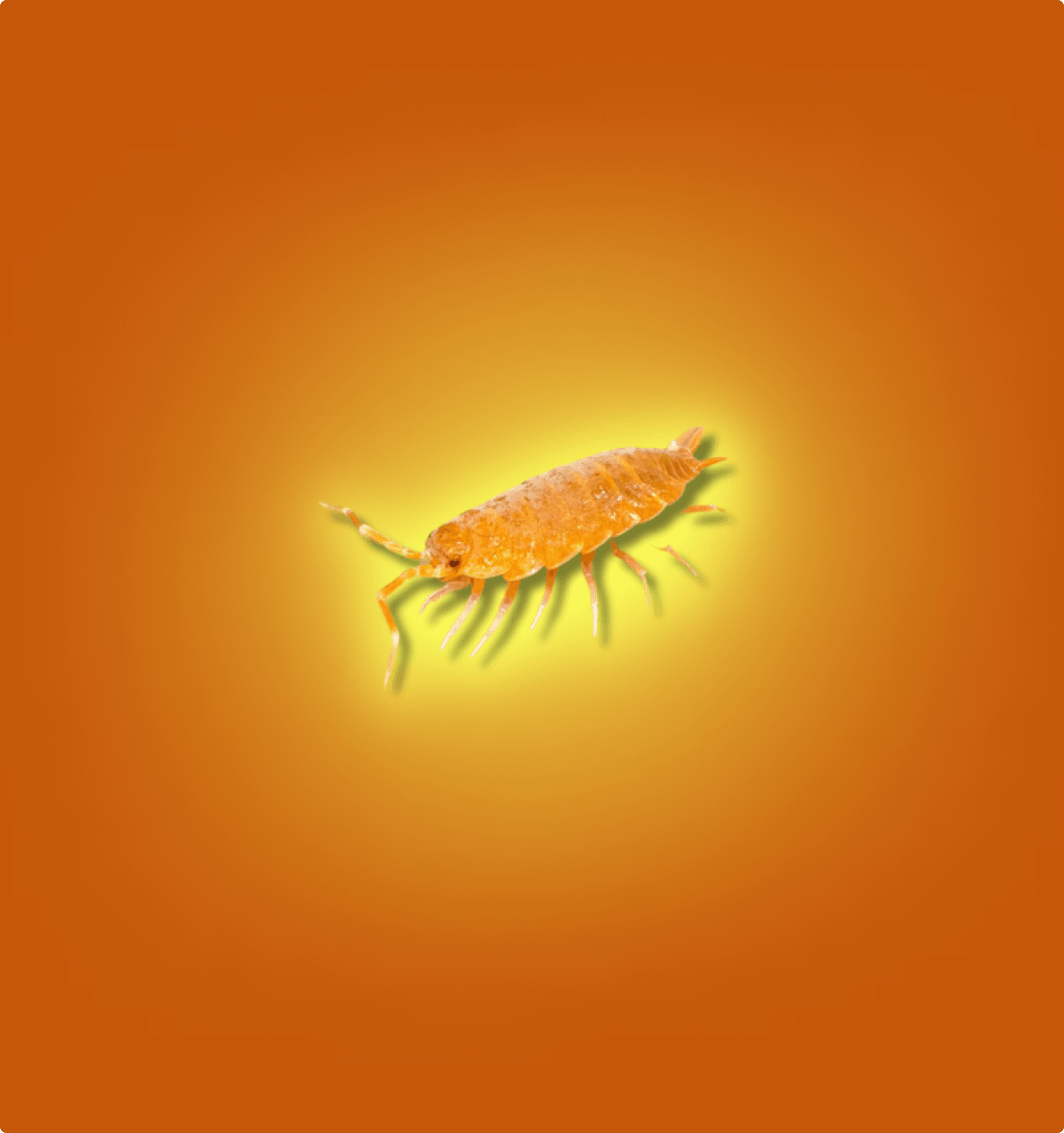 Powder Orange Isopods