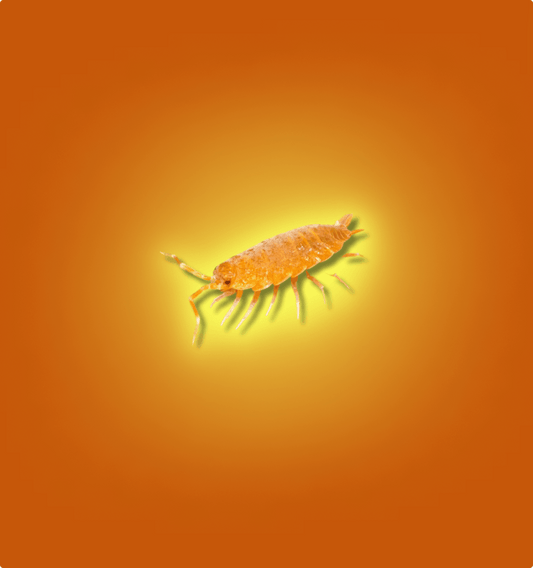 Powder Orange Isopods - All Angles Creatures