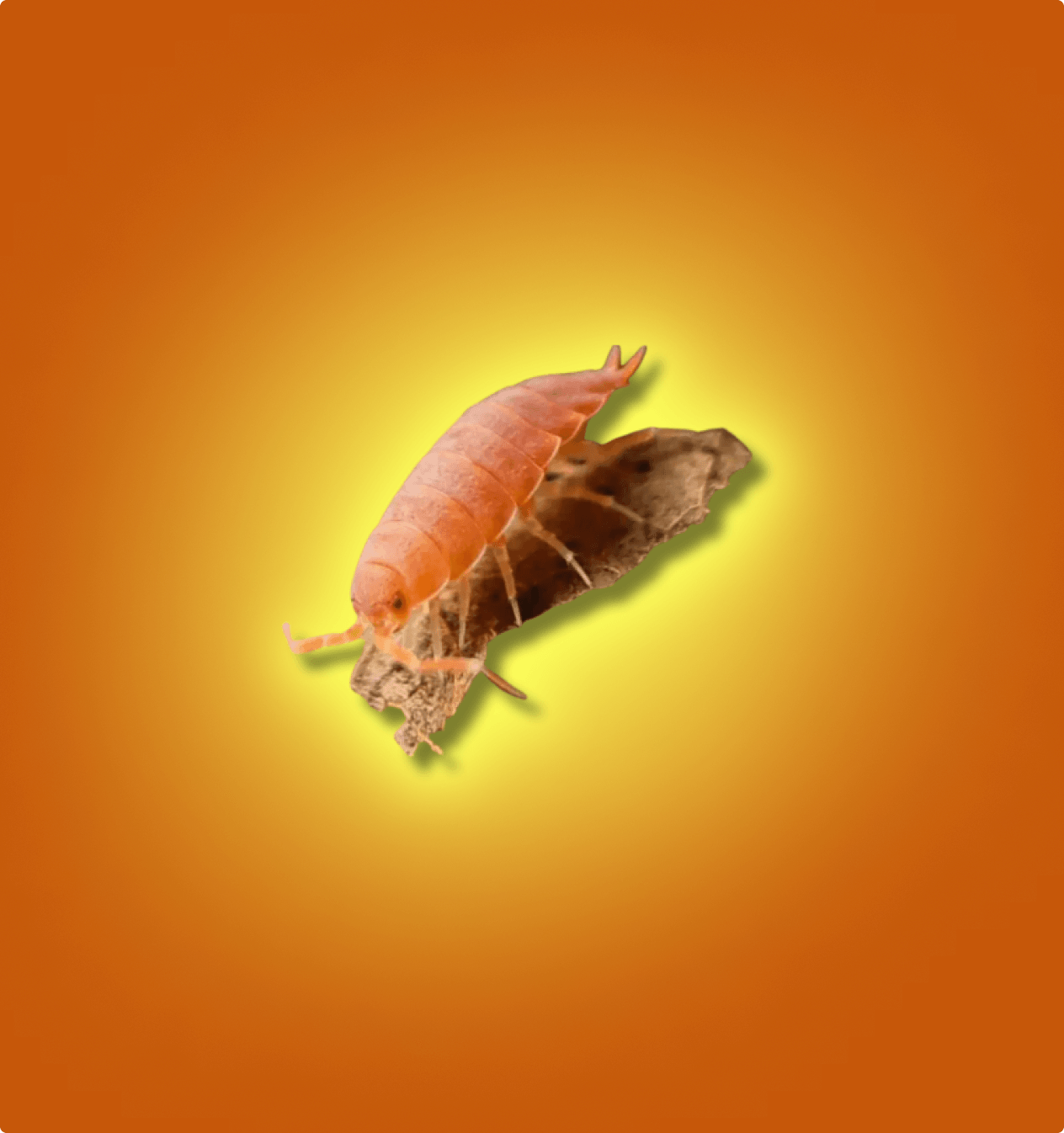 Powder Orange Isopods