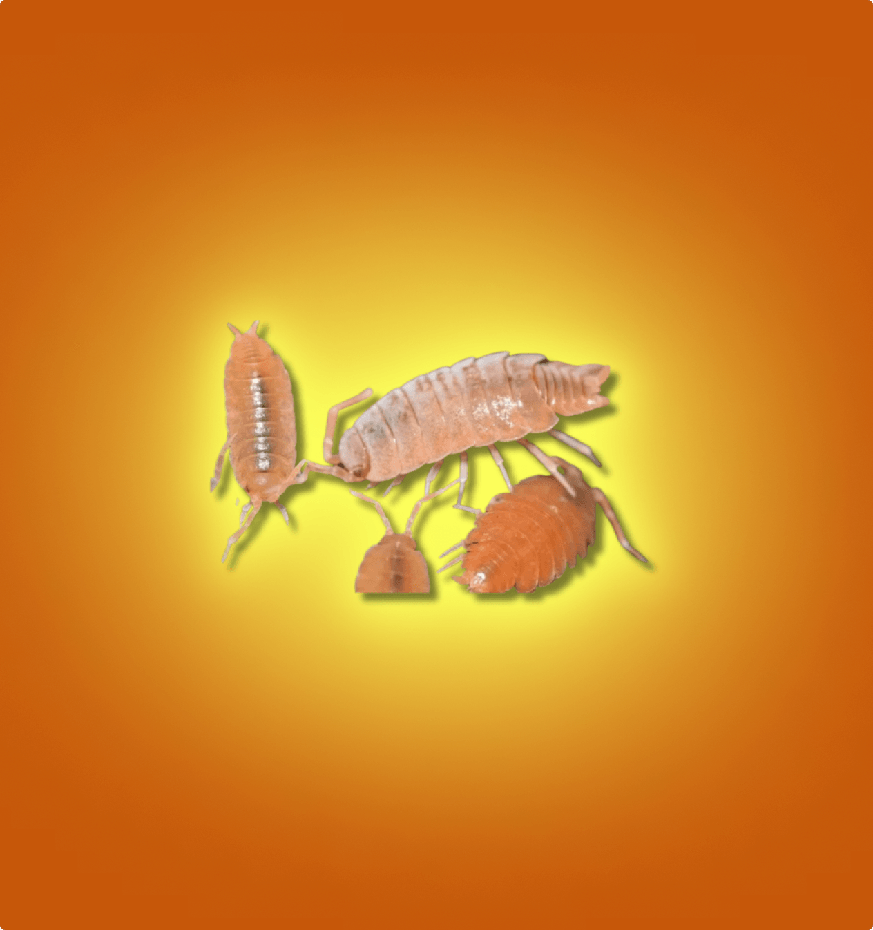 Powder Orange Isopods