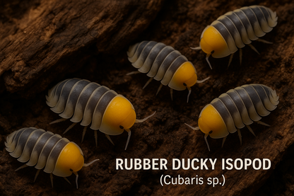 Rubber Ducky Isopods - All Angles Creatures