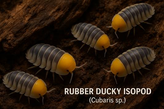 Rubber Ducky Isopods - All Angles Creatures