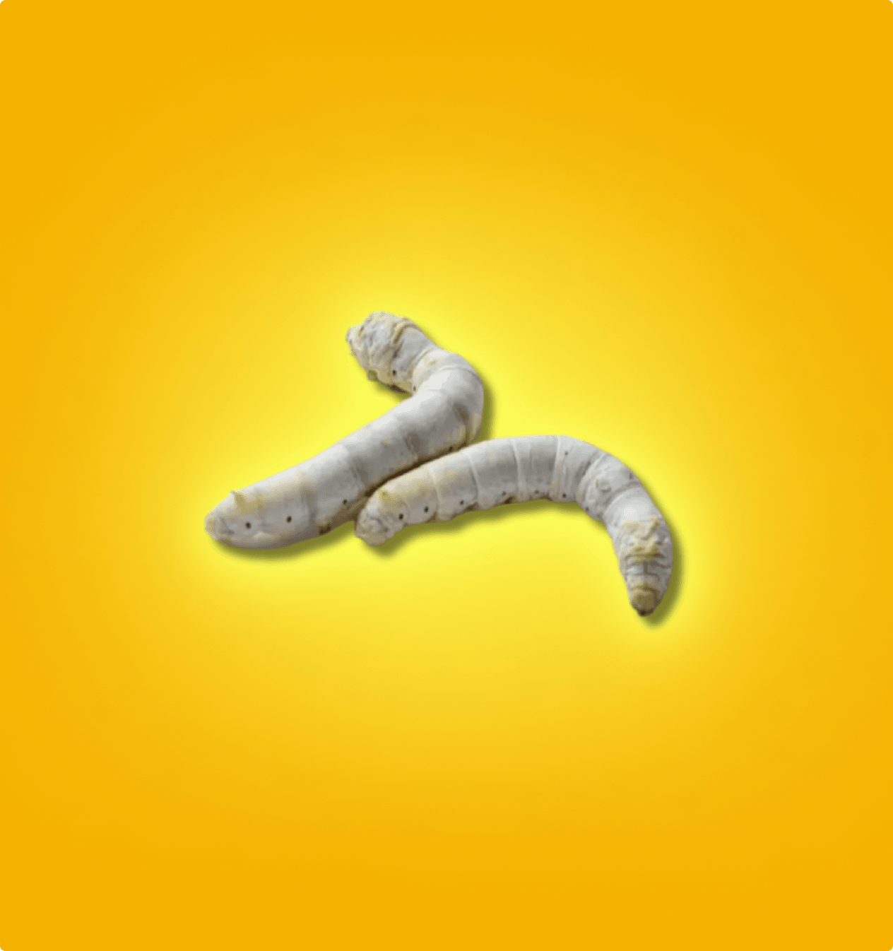 Two silkworms on a bright yellow background, premium feeder insect from All Angles Creatures.