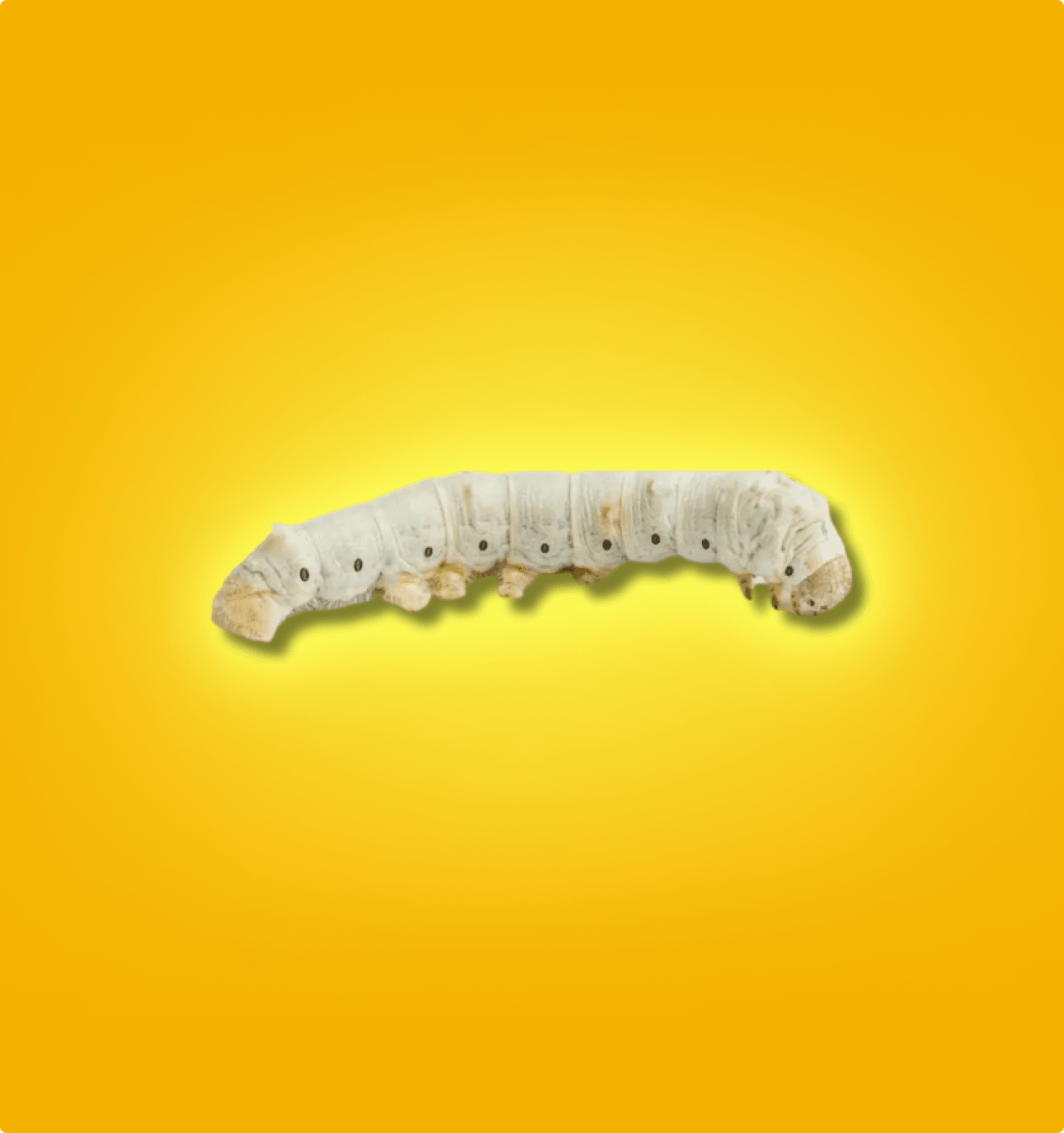 Silkworms