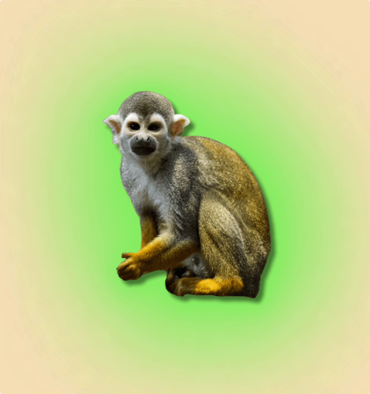 Squirrel Monkey - All Angles Creatures