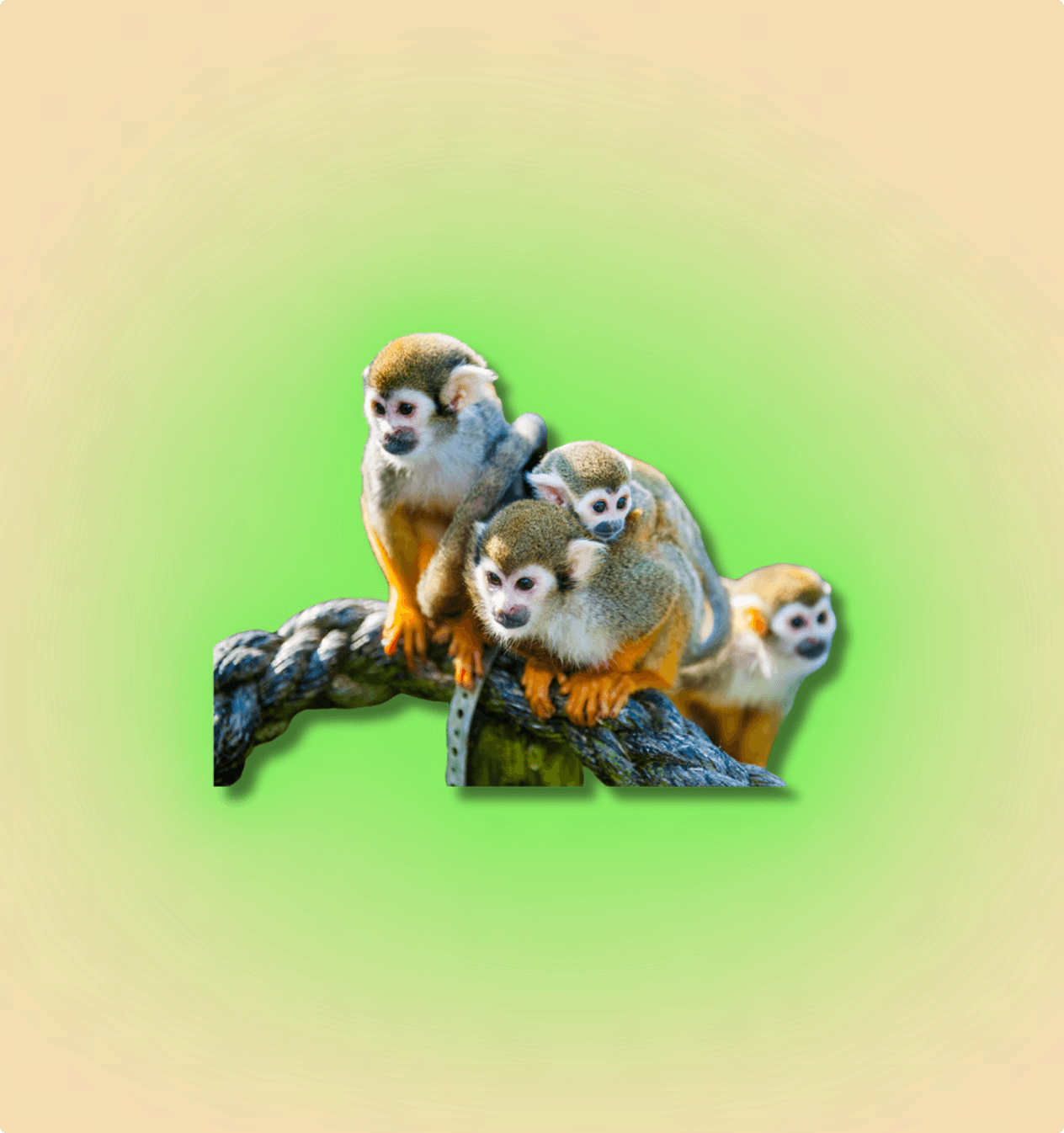 Squirrel Monkey - All Angles Creatures