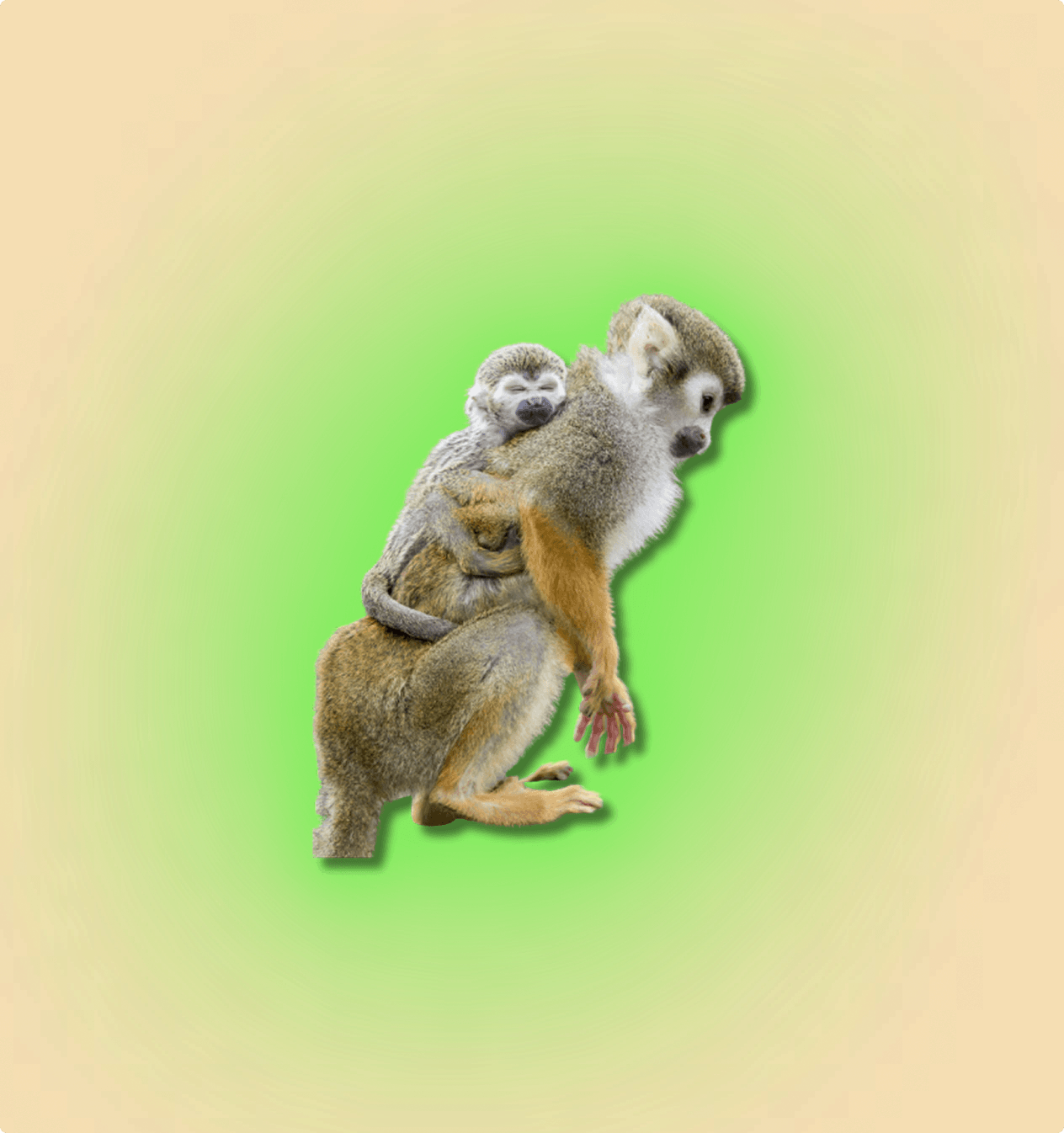 Squirrel Monkey - All Angles Creatures