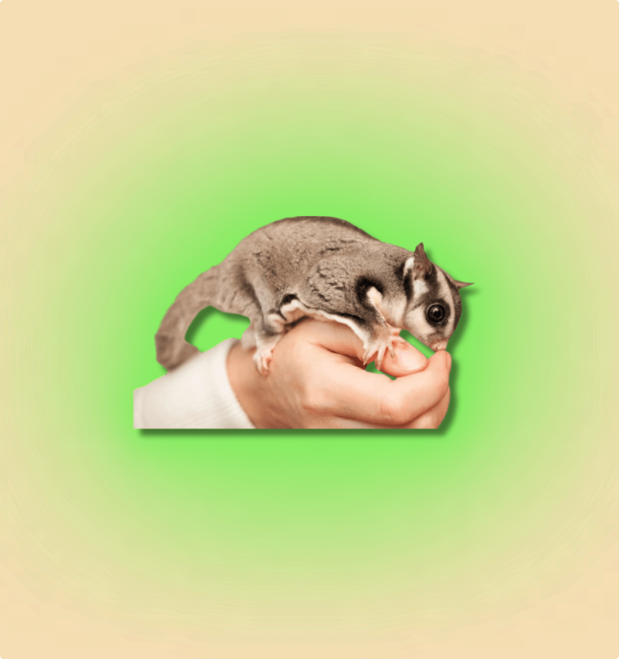 Sugar Glider Mammal - All Angles Creatures