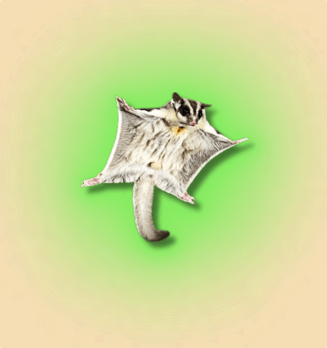 Sugar Glider Mammal - All Angles Creatures