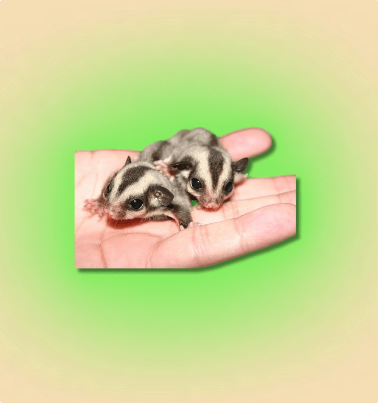 Sugar Glider Mammal - All Angles Creatures