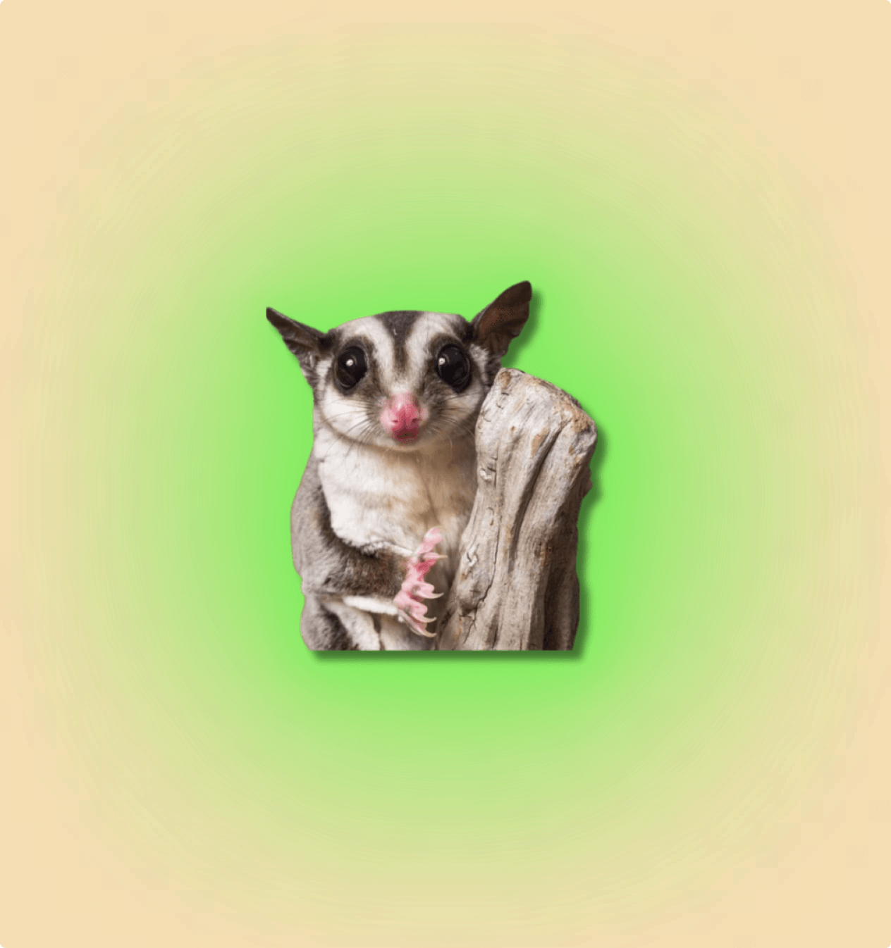 Sugar Glider Mammal - All Angles Creatures