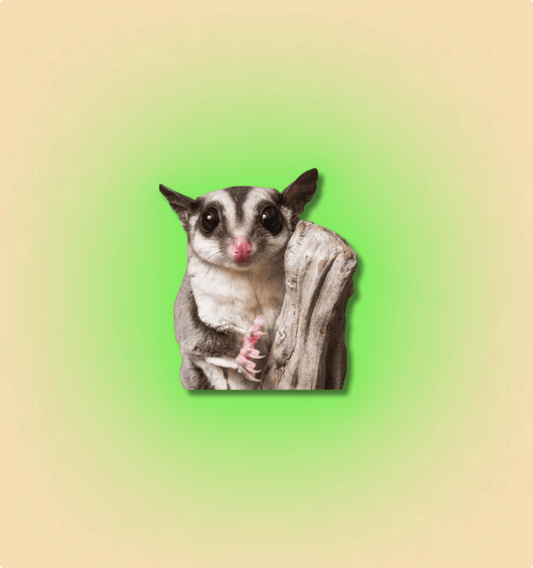 Sugar Glider Mammal - All Angles Creatures