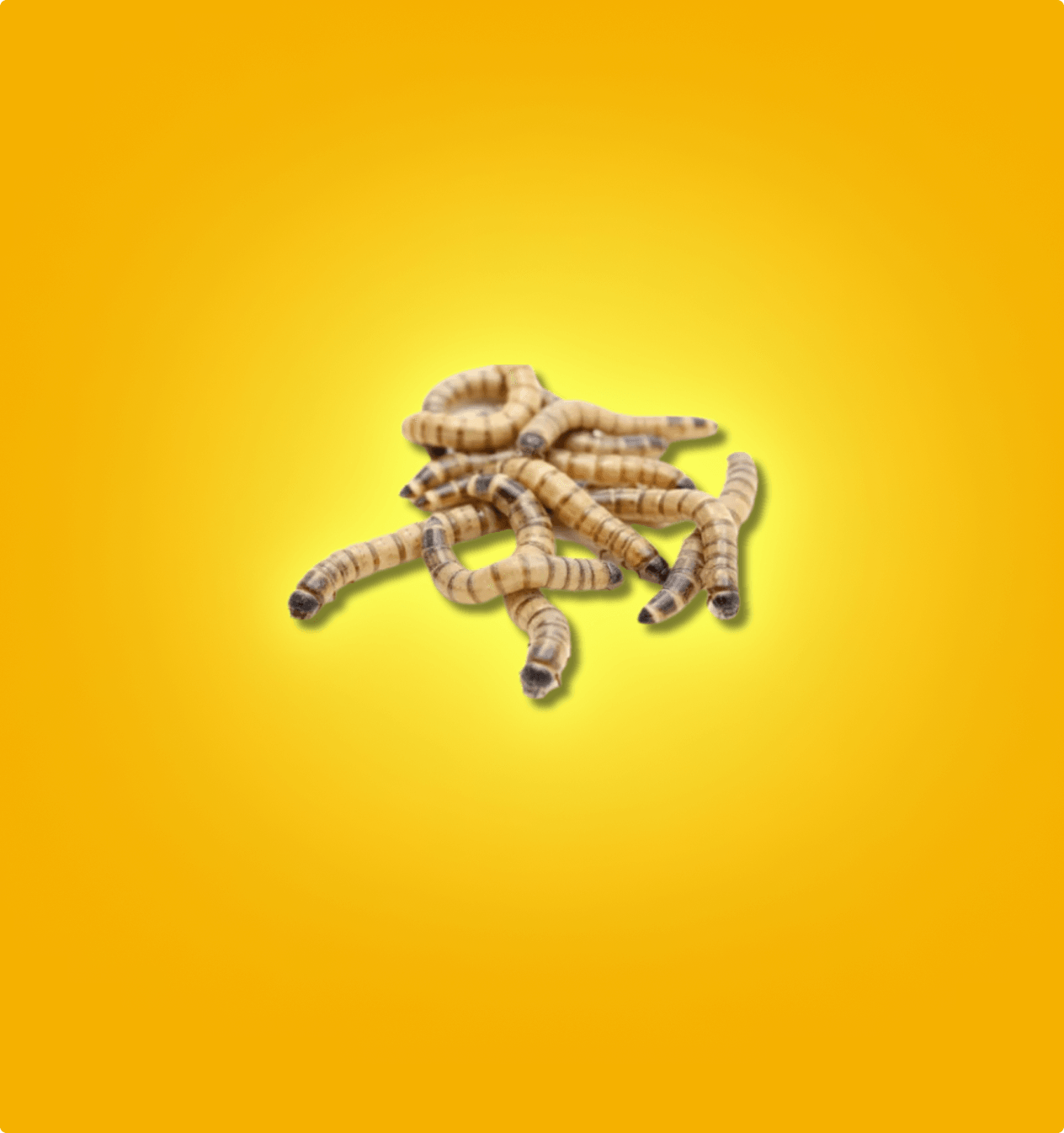 Superworms