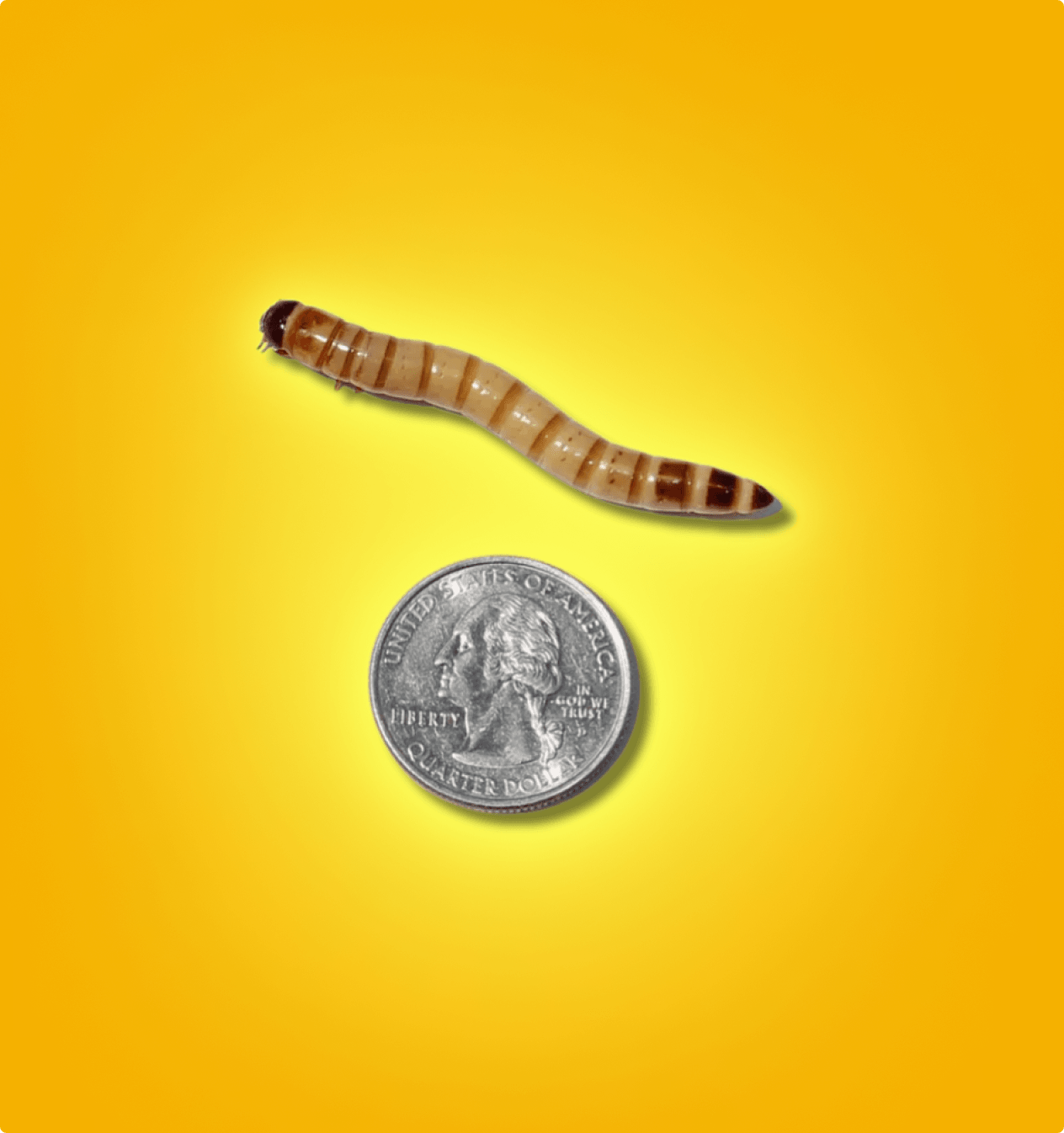 Superworms