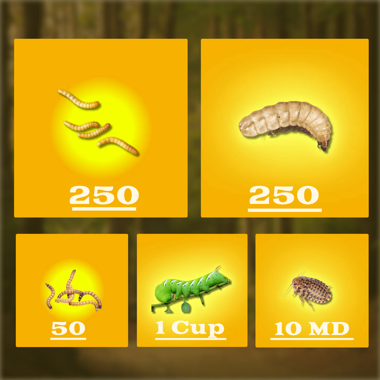 Ultimate Complete Feeder Bundle