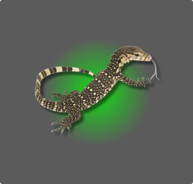 Asian Water Monitor - All Angles Creatures