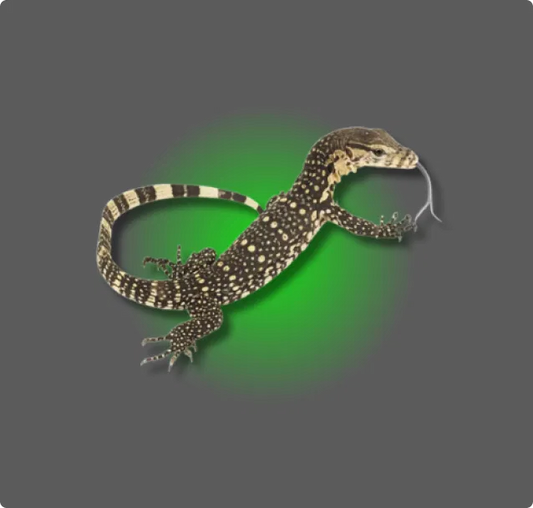 Asian Water Monitor - All Angles Creatures