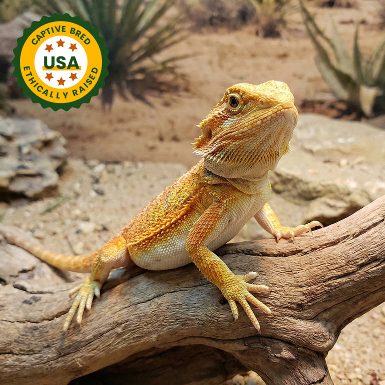 Baby Citrus Bearded Dragon (4–5