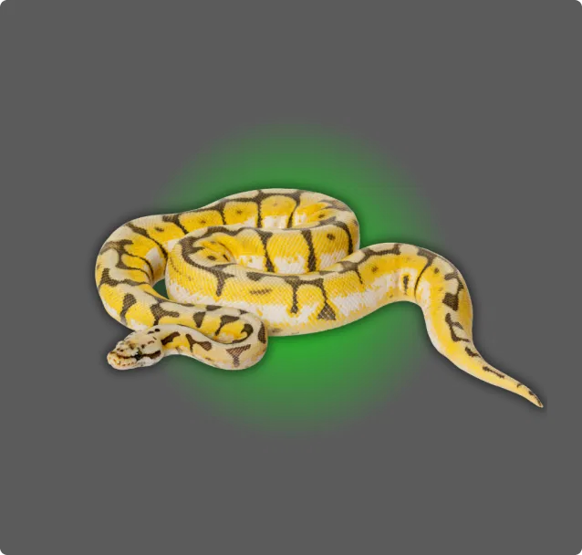 Banana Ball Python - All Angles Creatures