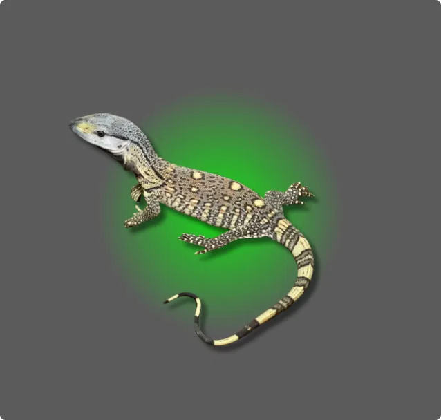 Blackthroat Monitor - All Angles Creatures