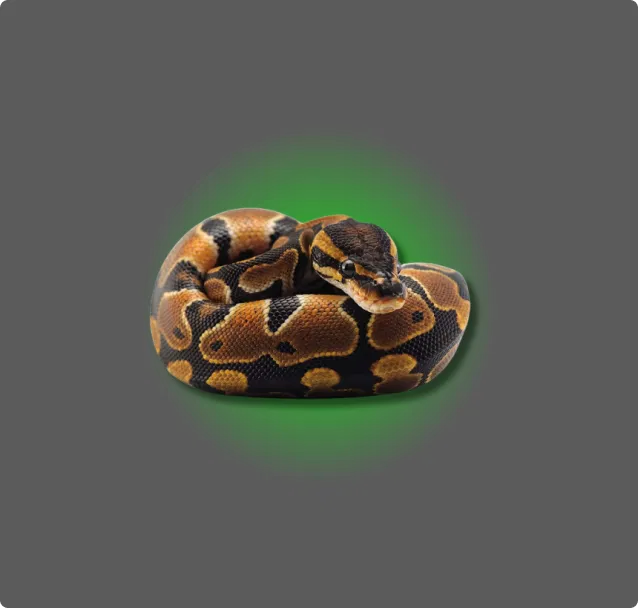 Ball Python - All Angles Creatures