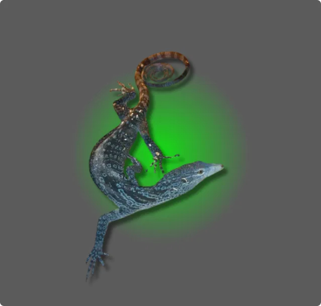 Blue Tree Monitor - All Angles Creatures
