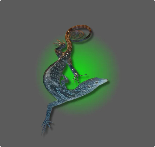 Blue Tree Monitor - All Angles Creatures