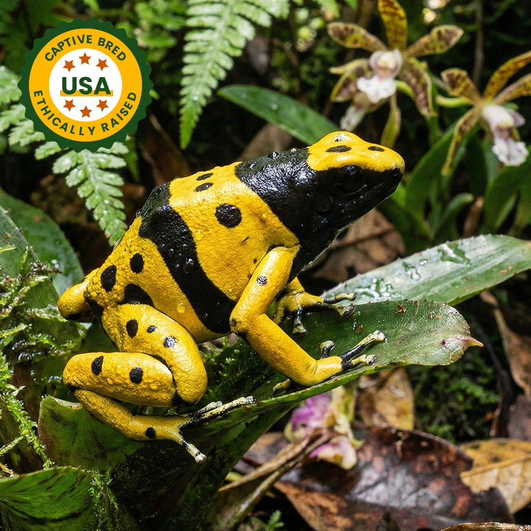 C.B. Bumble Bee Dart Frog (Dendrobates leucomelas)