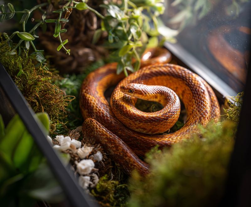 Corn snake