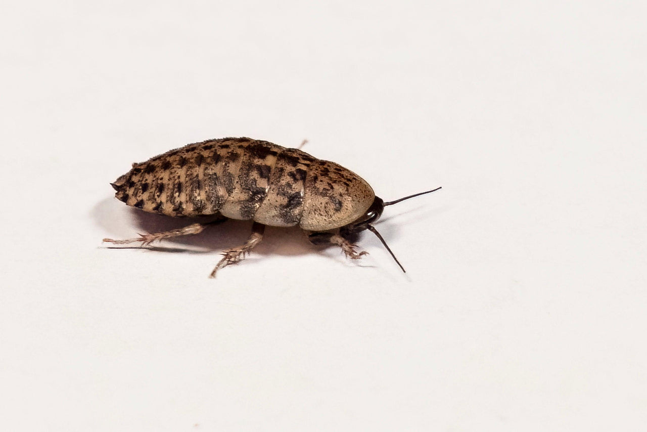 Discoid Roaches – The Feeder That Fires Up Instincts - All Angles Creatures