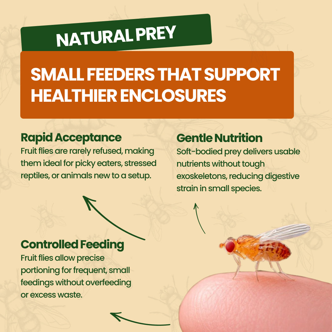 Fruit fly on fingertip with text about natural prey benefits for feeder insects from All Angles Creatures