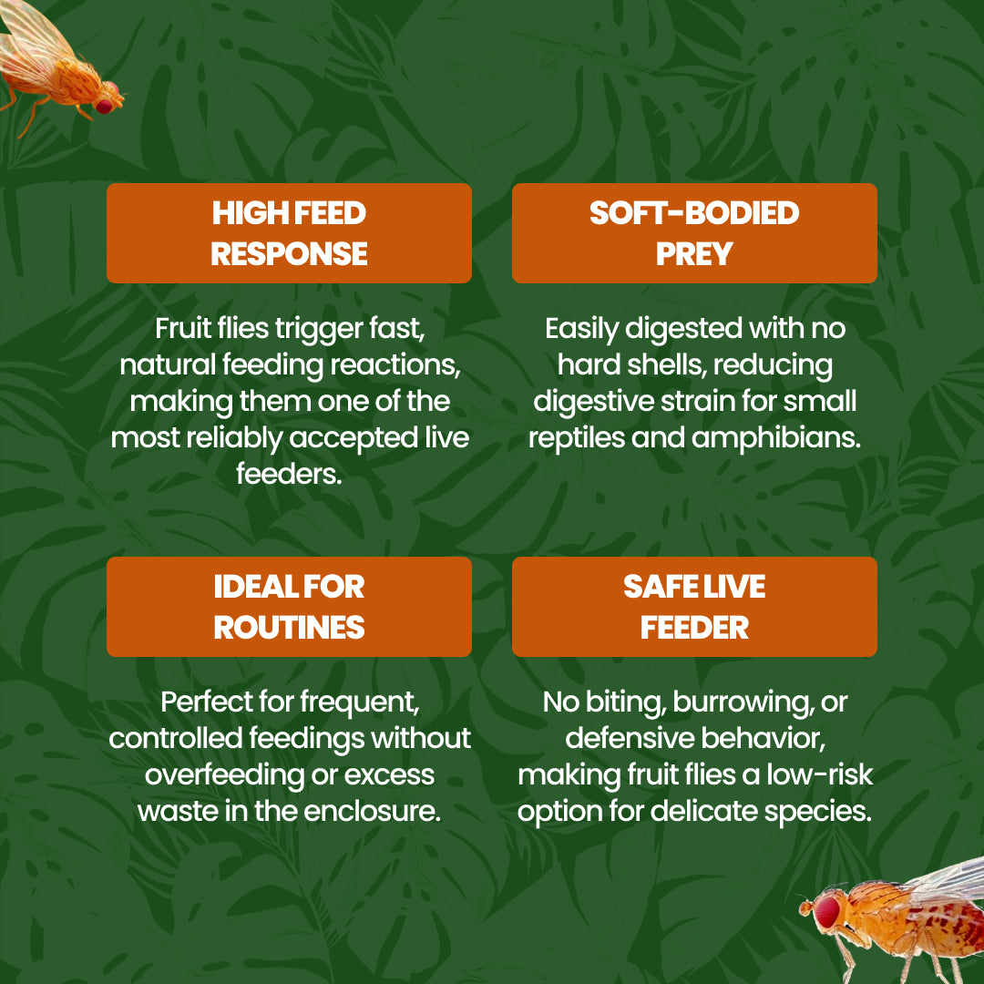 Fruit fly feeder insect benefits infographic on green leaf background, All Angles Creatures.