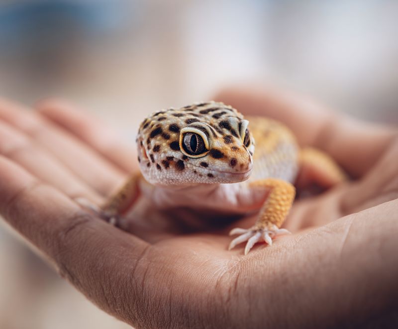 Leopard Gecko