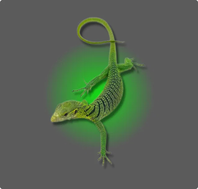 Green Tree Monitor - All Angles Creatures
