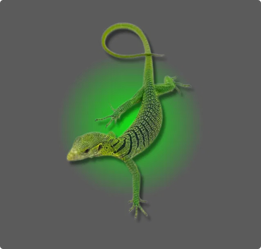 Green Tree Monitor - All Angles Creatures