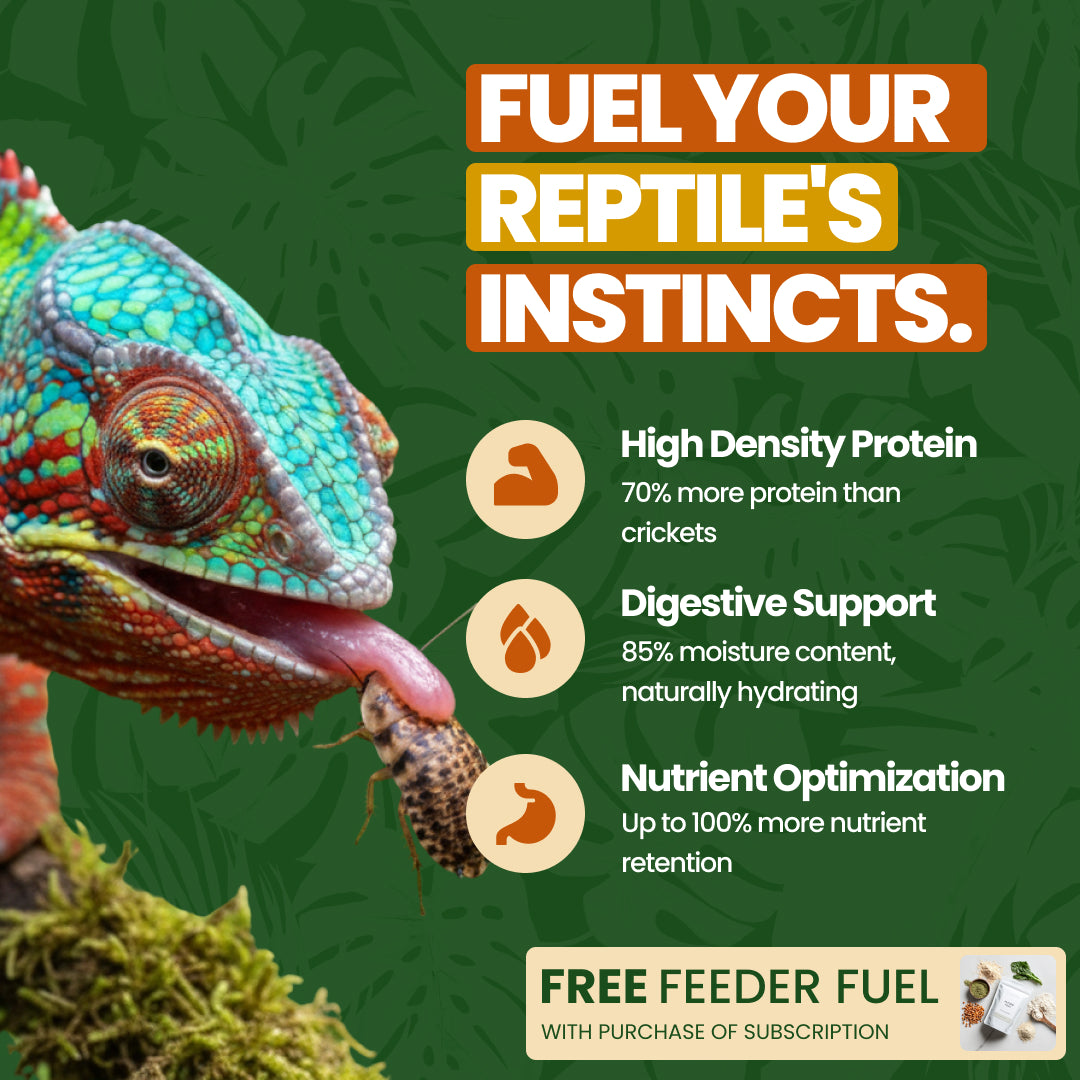 Colorful chameleon eating a discoid roach, promoting reptile feeder insects at All Angles Creatures.