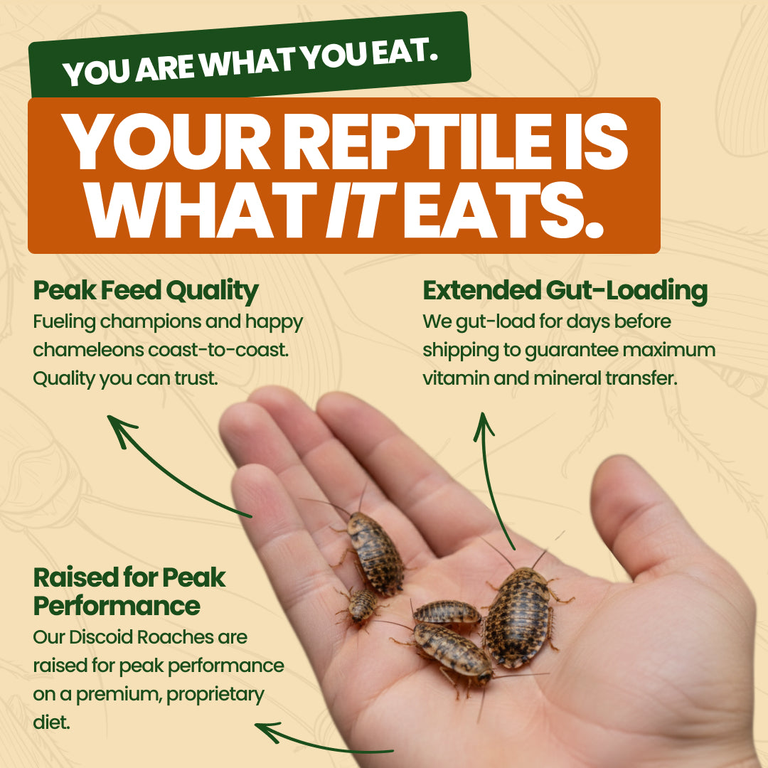 Hand holding discoid roaches, premium feeder insects for reptiles by All Angles Creatures