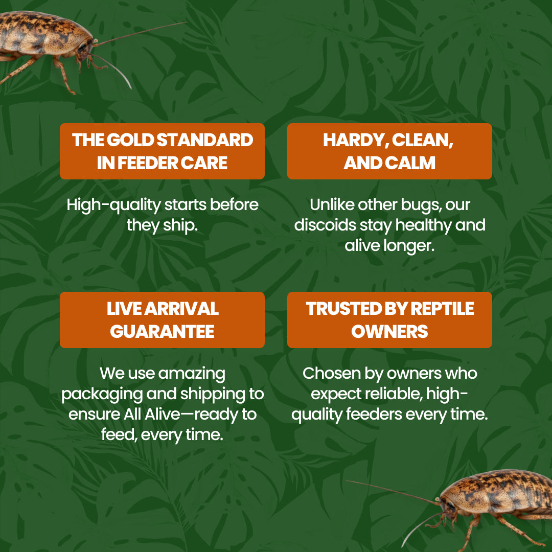 Discoid roaches on green background with All Angles Creatures feeder insect care benefits.