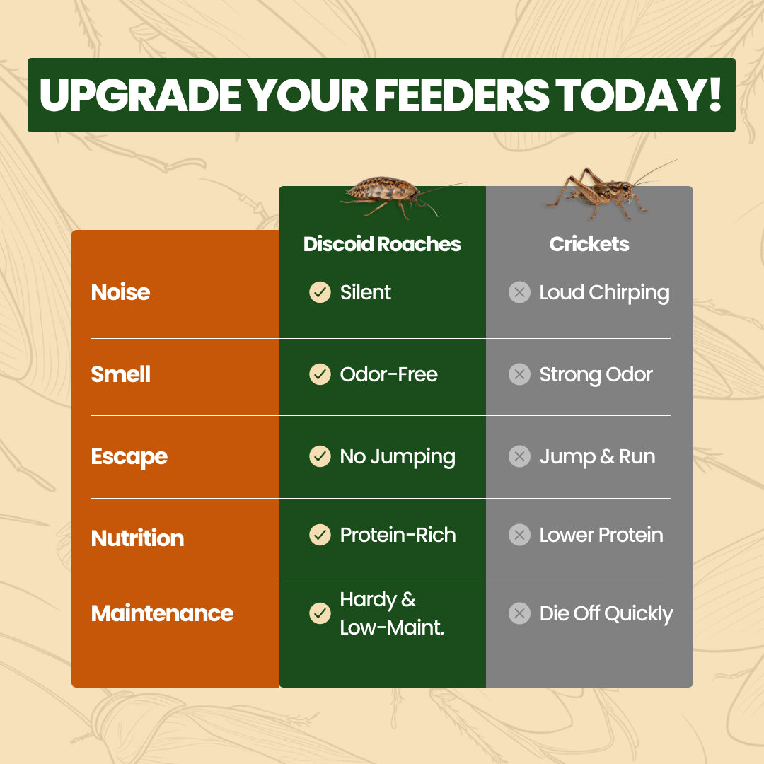 Discoid roaches vs crickets comparison chart highlighting feeder insect benefits from All Angles Creatures.