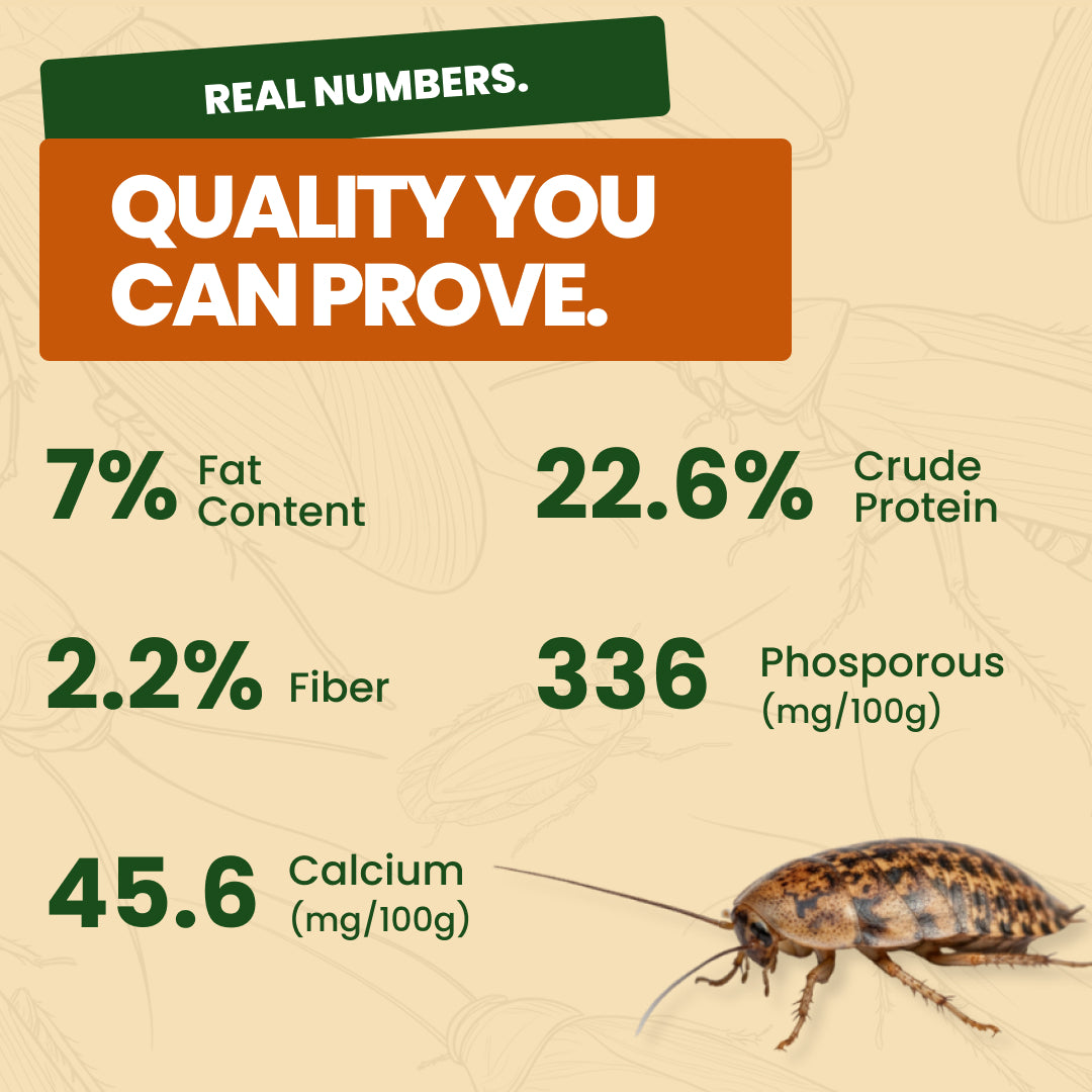 Discoid roach with nutritional values, quality feeder insect from All Angles Creatures.