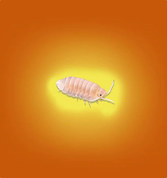 Isopod feeder insect on orange background, All Angles Creatures premium insect breeder