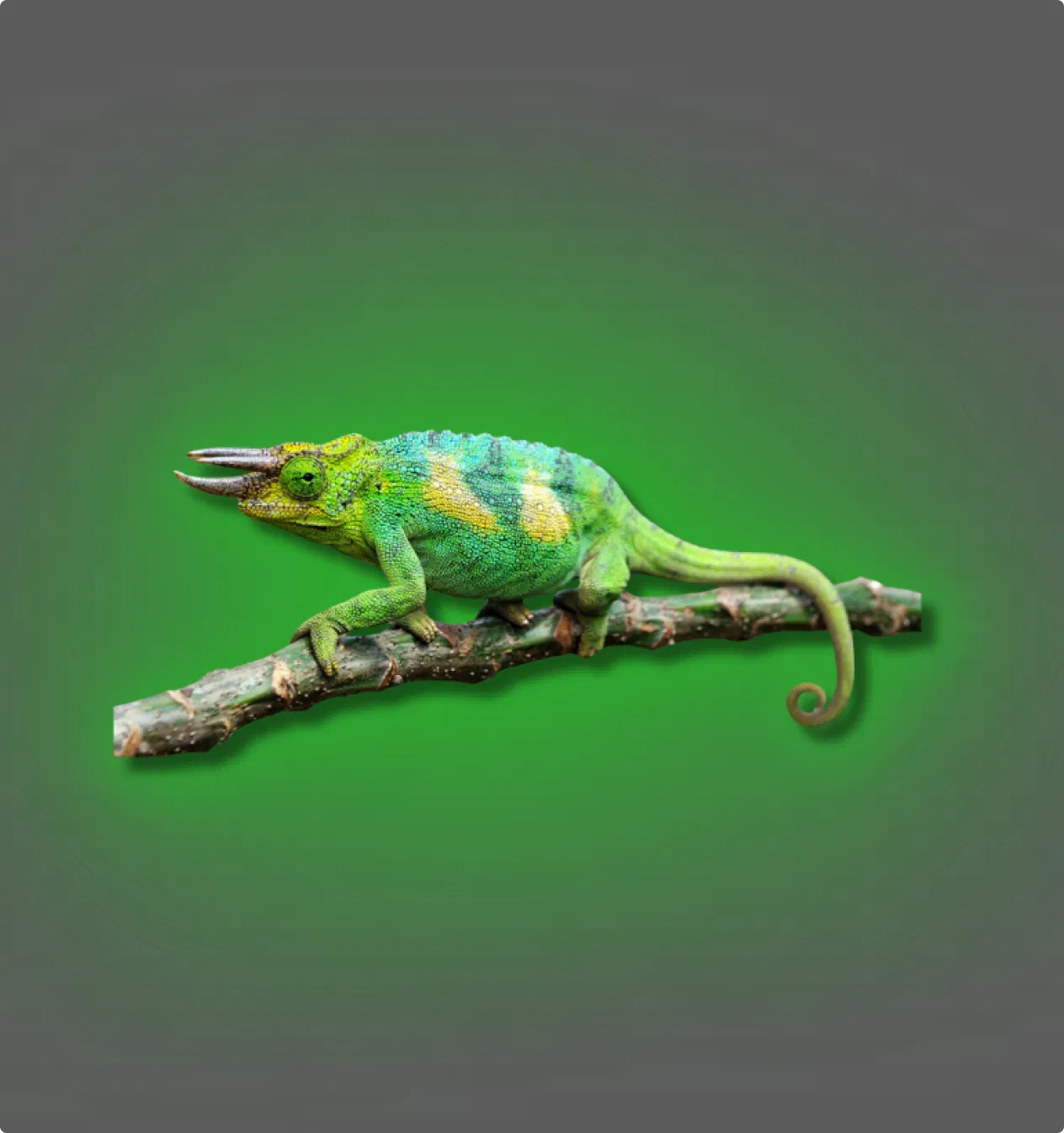 Jackson's Chameleon - All Angles Creatures