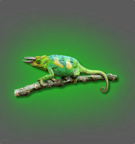 Jackson's Chameleon - All Angles Creatures