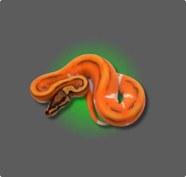 Orange Dream Ball Python - All Angles Creatures