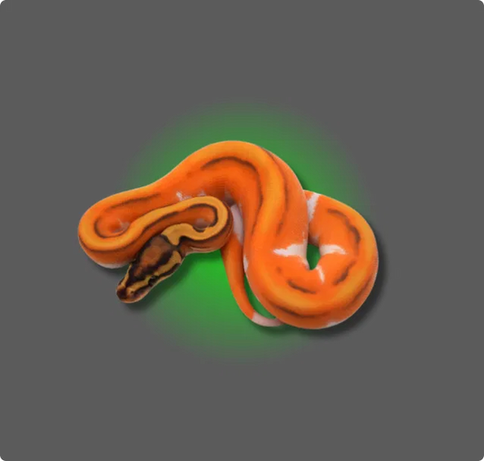 Orange Dream Ball Python - All Angles Creatures