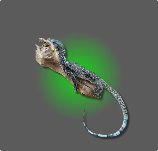 Peach Throat Monitor - All Angles Creatures