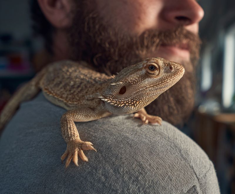 Bearded Dragon