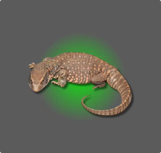 Savanah Monitor - All Angles Creatures