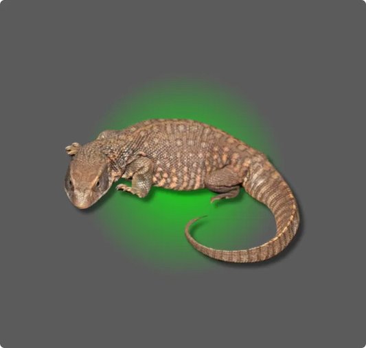 Savanah Monitor - All Angles Creatures
