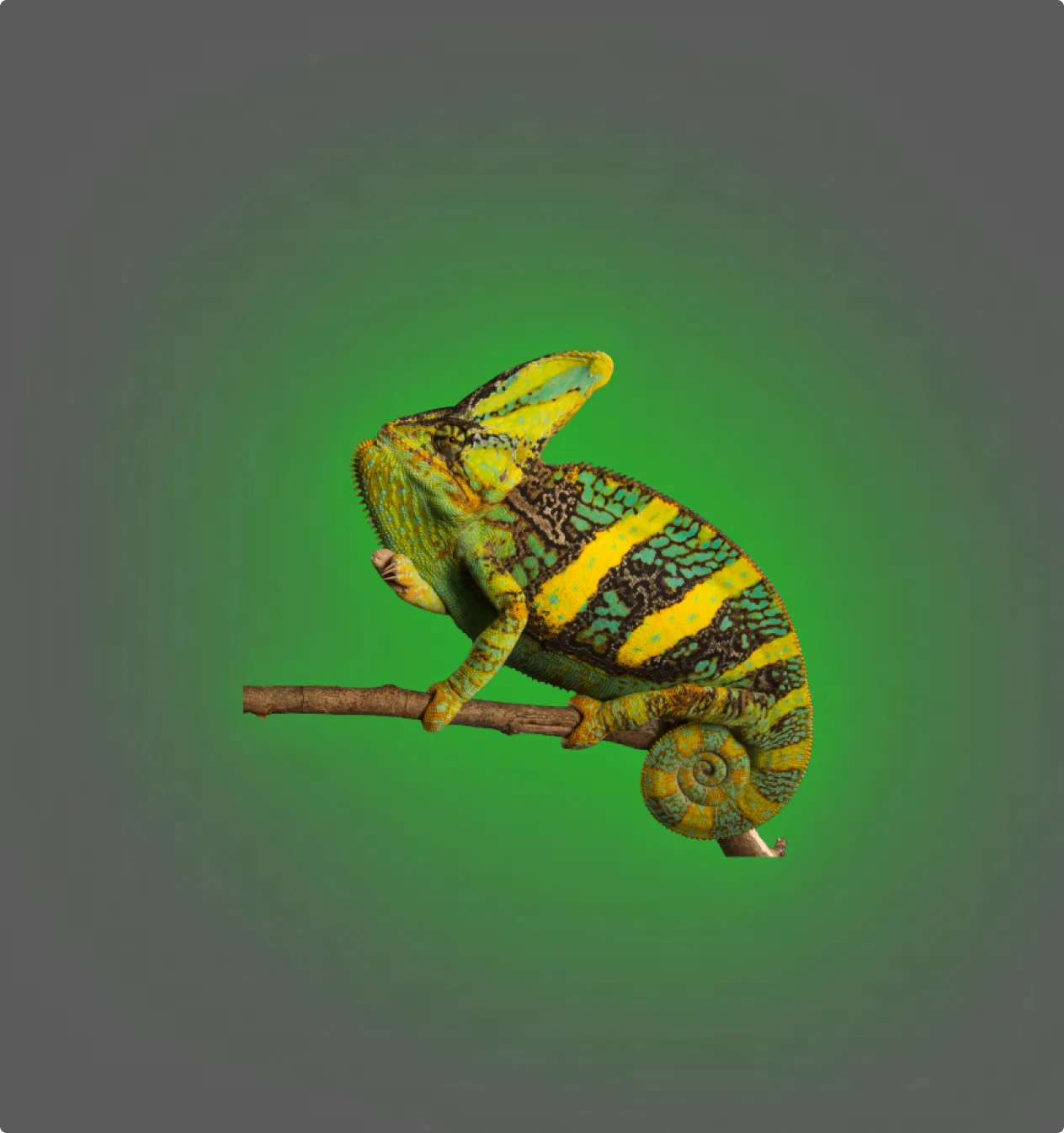 Veiled Chameleon - All Angles Creatures